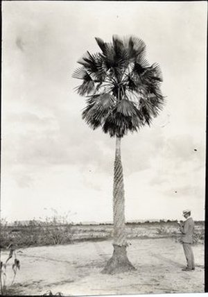 Popenoe, Frederick Wilson