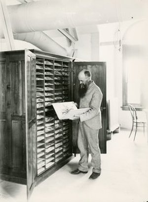 Pringle, Cyrus Guernsey