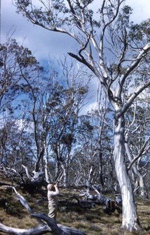 Pryor, Lindsay Dixon