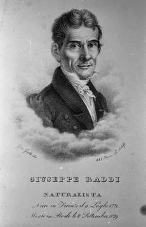 Raddi, Giuseppe
