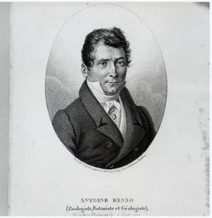 Risso, Joseph Antoine
