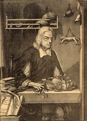 Rumpf, Georg Eberhard [Rumphius]