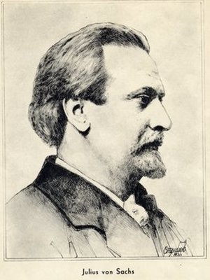 Sachs, Julius von