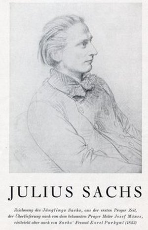 Sachs, Julius von