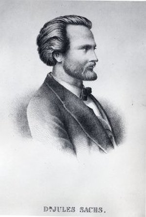 Sachs, Julius von