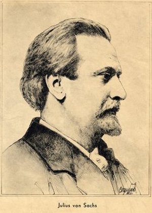 Sachs, Ferdinand Gustav Julius von