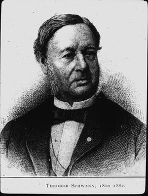 Schwann, Theodor