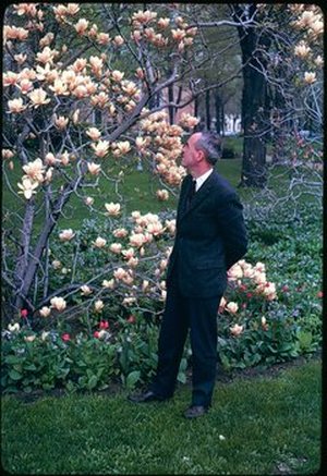 Stafleu, Frans Antonie