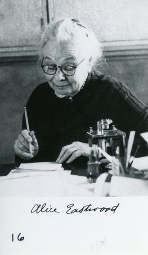 Eastwood, Alice