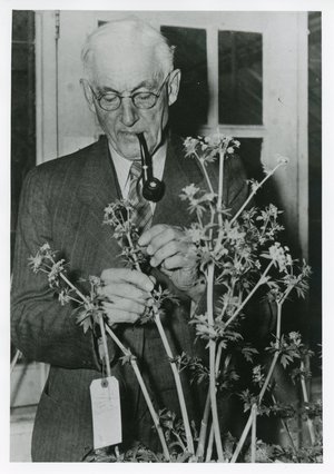 Emerson, Rollins Adams