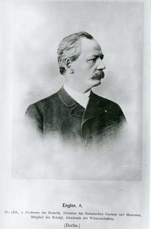 Engler, Heinrich Gustav Adolf