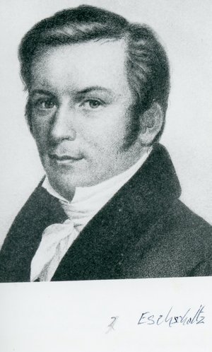 Eschscholtz, Johann Friedrich